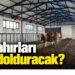 Boş ahırları kim dolduracak?