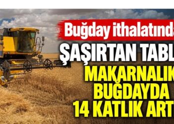 Buğday ithalatında şaşırtan tablo! Makarnalık buğdayda 14 katlık artış