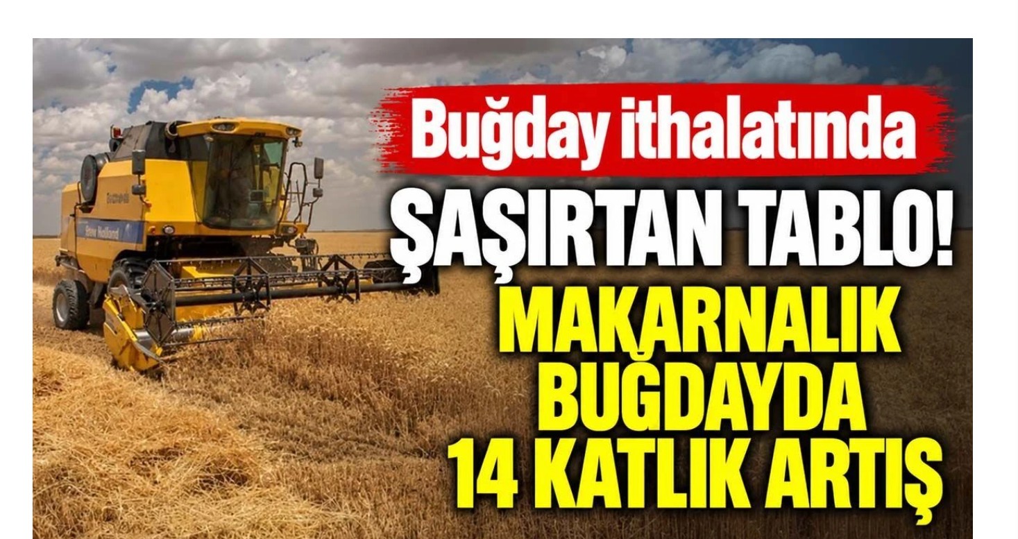 Buğday ithalatında şaşırtan tablo! Makarnalık buğdayda 14 katlık artış