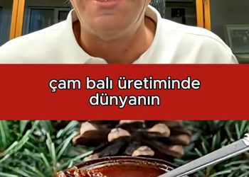 Milyar Dolarlık Çam Balı Fırsatını Nasıl Kaçırıyoruz?