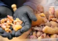 Ağaçlardan tek tek topluyorlar: Kilosu 10 bin liradan satılıyor