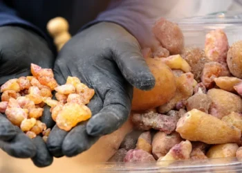 Ağaçlardan tek tek topluyorlar: Kilosu 10 bin liradan satılıyor