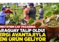 Türkiye'nin çay pazarına Paraguay talip oldu! Vergi avantajıyla yeni ürün geliyor 7 Türkiye’nin çay pazarına Paraguay talip oldu! Vergi avantajıyla yeni ürün geliyor