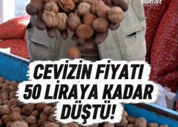 Cevizin fiyatı 50 liraya kadar düştü