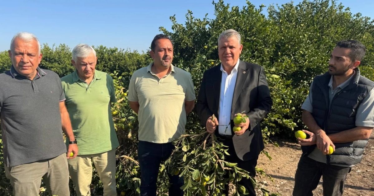 “Ağacın odunu limondan daha fazla para ediyor”