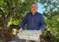 Ege’de ağaçlardan para damlıyor. Köylüler toplamaya başladı. Kilosu 50 bin