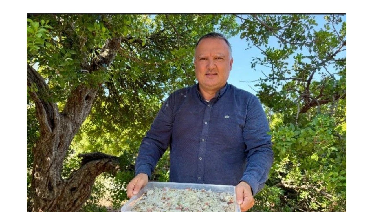 Ege’de ağaçlardan para damlıyor. Köylüler toplamaya başladı. Kilosu 50 bin