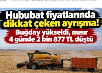 Hububat fiyatlarında dikkat çeken ayrışma! Buğday yükseldi, mısır 4 günde 2 bin 877 TL düştü
