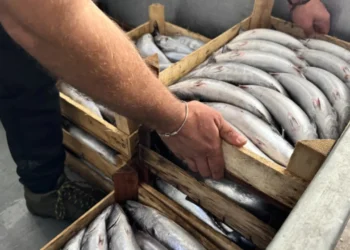 Kasası yarım kilo fiyatına düştü. Kapış kapış aldılar 11 Kasası yarım kilo fiyatına düştü. Kapış kapış aldılar