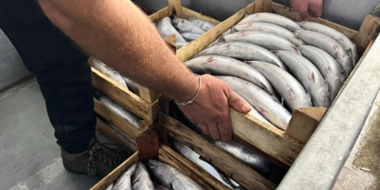 kasasi yarim kilo fiyatina dustu kapis kapis aldilar anqs