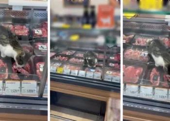 Türkiye’nin en meşhur marketinde skandal! Kedi kilosu 1500 liralık eti yedi, çalışan ‘Bir şey yapmaz abla’ dedi
