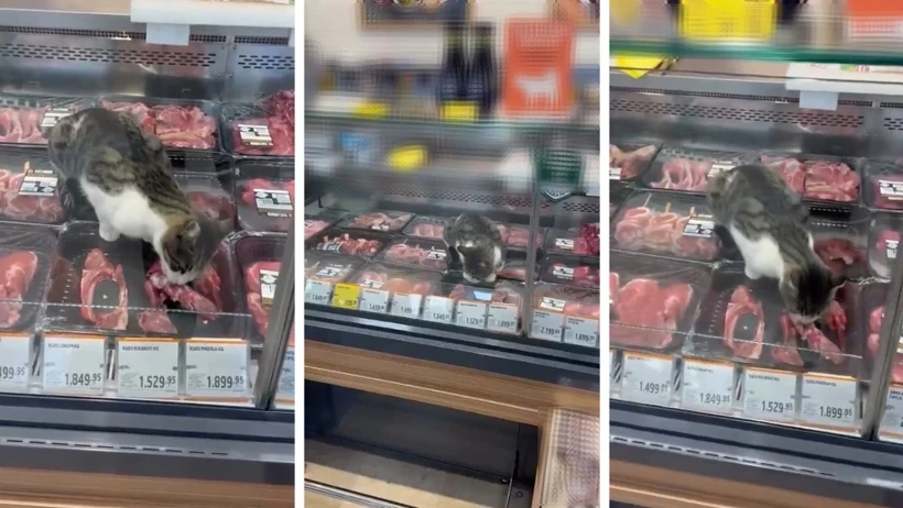 Türkiye’nin en meşhur marketinde skandal! Kedi kilosu 1500 liralık eti yedi, çalışan ‘Bir şey yapmaz abla’ dedi