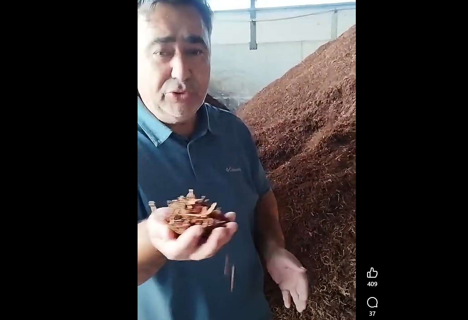 kuru uzum curuyor