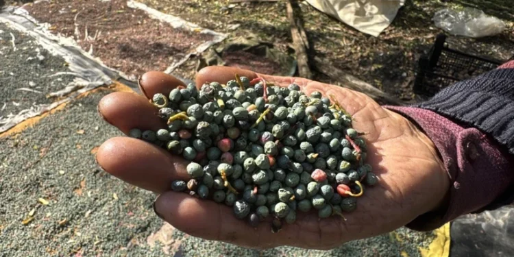 Herkes bu meyvenin peşinde: Posası bile para ediyor, toplayan kazanca dönüştürüyor 1 menengic