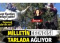 Milletin efendisi tarlada ağlıyor... Zeytin üreticileri üst üste gelen zamların ardından boykot kararı aldı 5 Milletin efendisi tarlada ağlıyor… Zeytin üreticileri üst üste gelen zamların ardından boykot kararı aldı