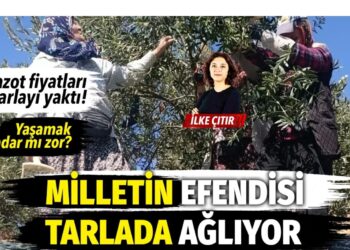 Milletin efendisi tarlada ağlıyor... Zeytin üreticileri üst üste gelen zamların ardından boykot kararı aldı 1 Milletin efendisi tarlada ağlıyor… Zeytin üreticileri üst üste gelen zamların ardından boykot kararı aldı