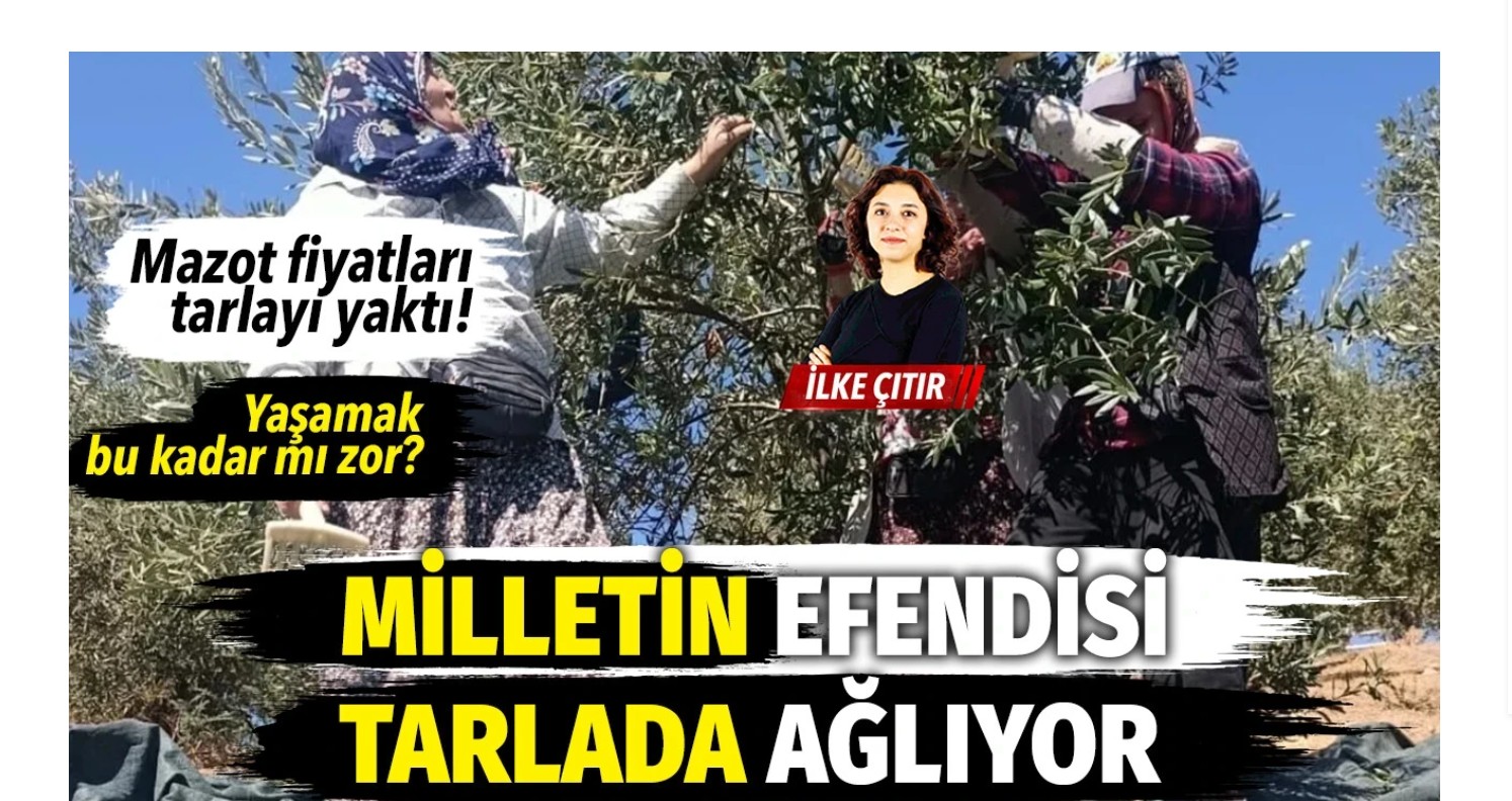 Milletin efendisi tarlada ağlıyor… Zeytin üreticileri üst üste gelen zamların ardından boykot kararı aldı