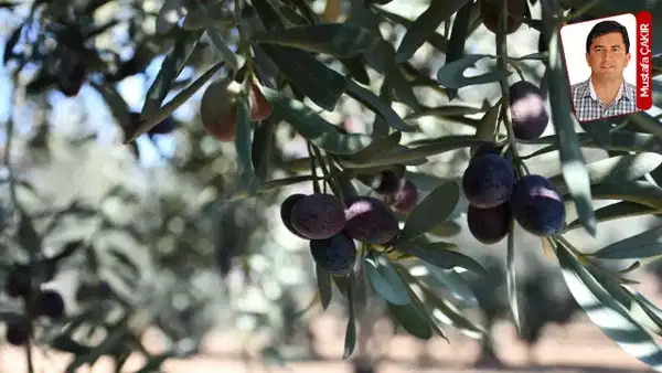 ‘Zeytini dalında bırakmak daha kârlı’ 1 mustafa