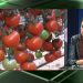 Tarımda pestisit kullanımı ve kimyasal pestisitlere karşı alternatif 'biyopestisitler' - Akıllı Tarım 7 Tarımda pestisit kullanımı ve kimyasal pestisitlere karşı alternatif ‘biyopestisitler’ – Akıllı Tarım