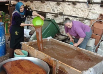 Kozalakları kaynatıp pekmeze dönüştürüyorlar: Kilosu 500 lira