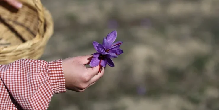 safran
