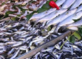 Hamsiden 2 kat fazla omega-3 sağlıyor: Tezgahın süper balığı değişti