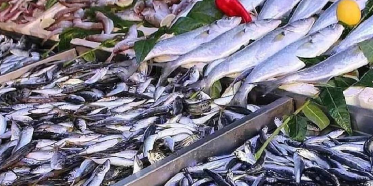Hamsiden 2 kat fazla omega-3 sağlıyor: Tezgahın süper balığı değişti 1 sardalya
