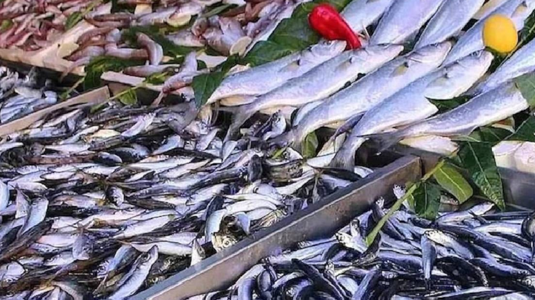 Hamsiden 2 kat fazla omega-3 sağlıyor: Tezgahın süper balığı değişti