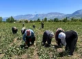 15 yıldır dokunulmayan tarladan, mahsul fışkırdı: Tonuna 4 bin lira isteniyor…