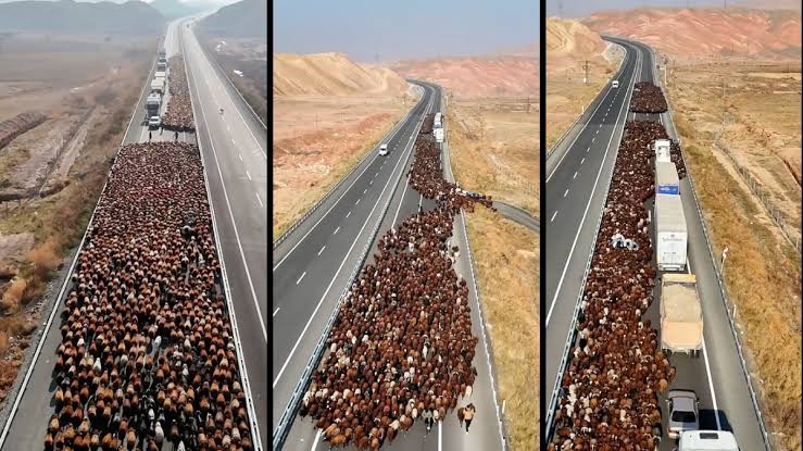 Burası Türkiye, iki şeritli yolu tamamen kapattılar: Dev sürünün görsel şöleni havadan görüntülendi
