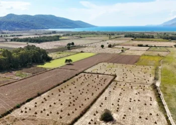 Japonya lezzeti suşinin yolculuğu Muğla’dan geçiyor