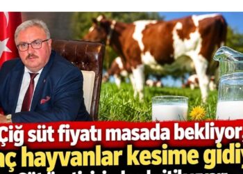 Süt üreticisinden kritik uyarı: Fiyat artışı gecikirse anaç hayvanlar kesime gidecek! 12 Süt üreticisinden kritik uyarı: Fiyat artışı gecikirse anaç hayvanlar kesime gidecek!