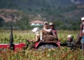 Tarımda “sayacak” bir şey bırakmadılar 12 Tarımda “sayacak” bir şey bırakmadılar