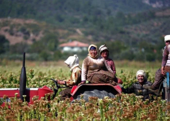 Tarımda “sayacak” bir şey bırakmadılar