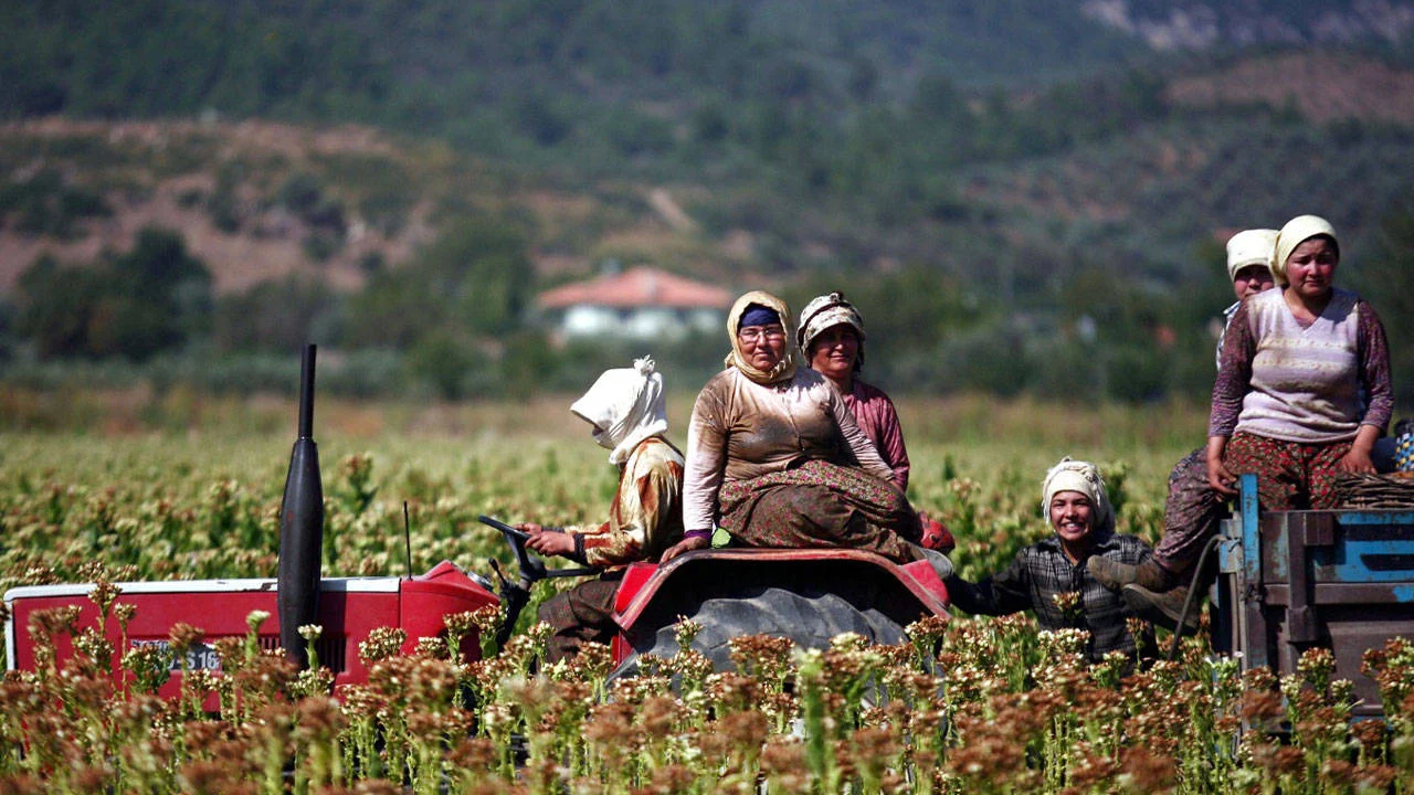 Tarımda “sayacak” bir şey bırakmadılar