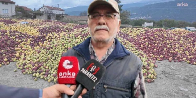 Tarlaya giren üretici ağlayarak çıktı: Tonlarca mahsul çürümeye bırakıldı 1 tonlarca mahsul curumeye birakildi