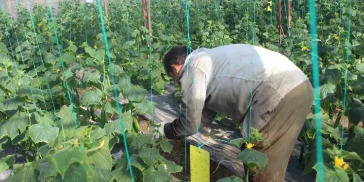 Kahramanmaraş'ta hasat başladı: Tarlada 30, Markette 60 lira! 1 tursuluk salatalik