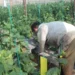 Kahramanmaraş’ta hasat başladı: Tarlada 30, Markette 60 lira!