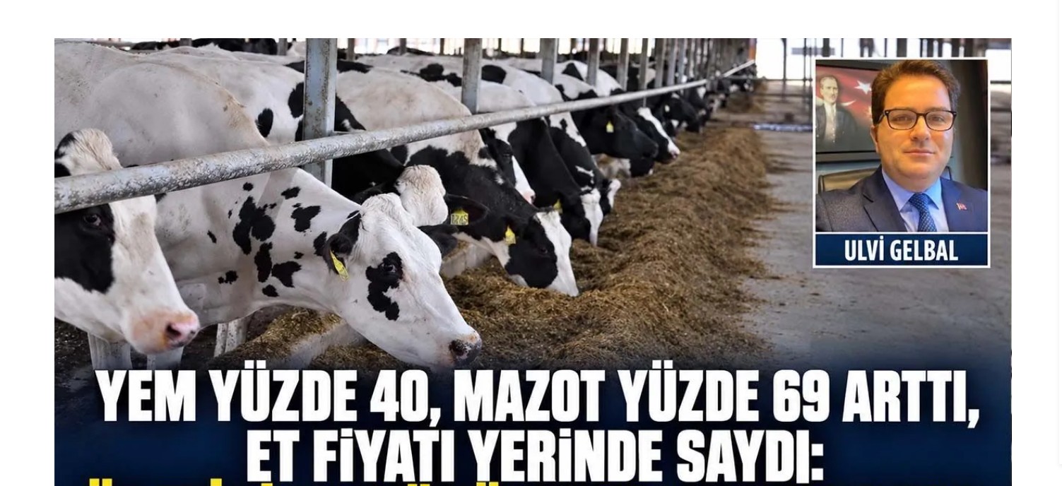Yem yüzde 40, mazot yüzde 69 arttı, et fiyatı yerinde saydı: Üretici bu yükü nasıl taşıyacak?