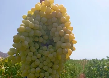 Türk bilim insanlarının dikkat çeken üzüm buluşu; 1 kiloyken 2 kilo oldu