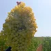 Türk bilim insanlarının dikkat çeken üzüm buluşu; 1 kiloyken 2 kilo oldu 9 Türk bilim insanlarının dikkat çeken üzüm buluşu; 1 kiloyken 2 kilo oldu