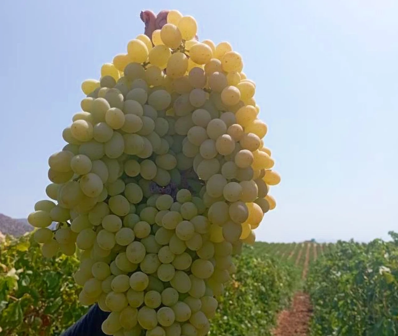 Türk bilim insanlarının dikkat çeken üzüm buluşu; 1 kiloyken 2 kilo oldu