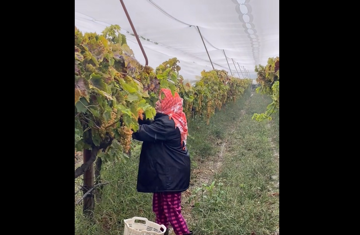 Sarıgöl halkının üzümleri dallarda kaldı!