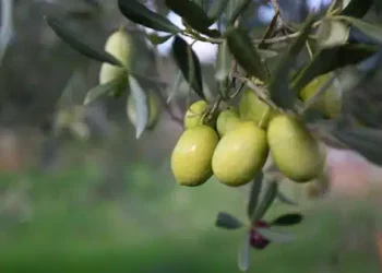 Avrupa pazarı için İspanya’da, Brezilya için Tunus’ta üretim