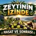 Hasat ve Sonrası - Zeytinin İzinde 6 Hasat ve Sonrası – Zeytinin İzinde