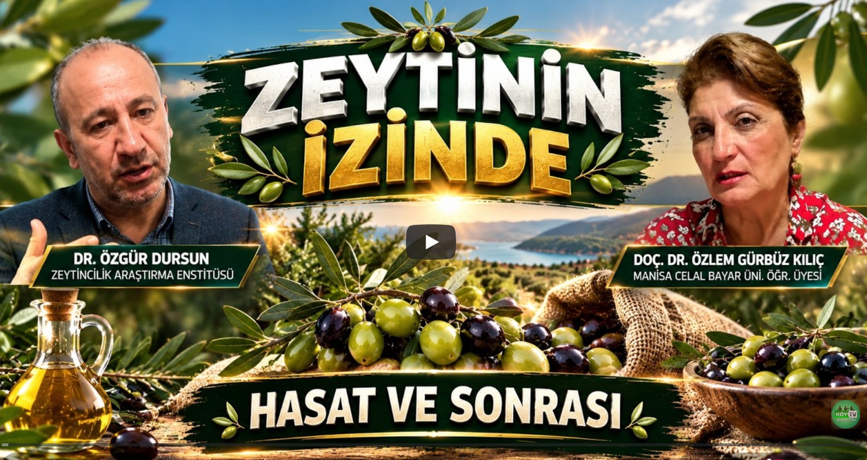 Hasat ve Sonrası – Zeytinin İzinde
